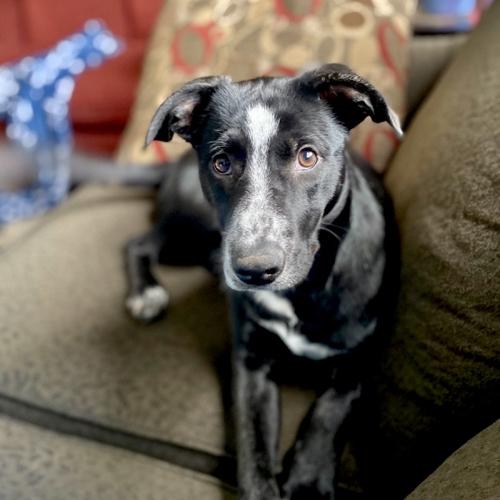 Adoptable Dog Lumi - Austin, TX - Hoadin