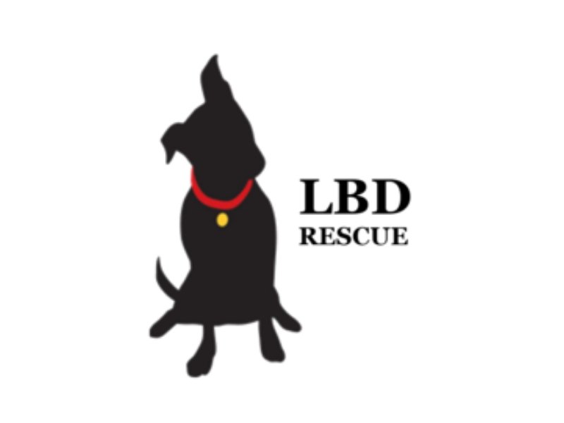 Little Black Dog Rescue - Fairfield, CT | Hoadin