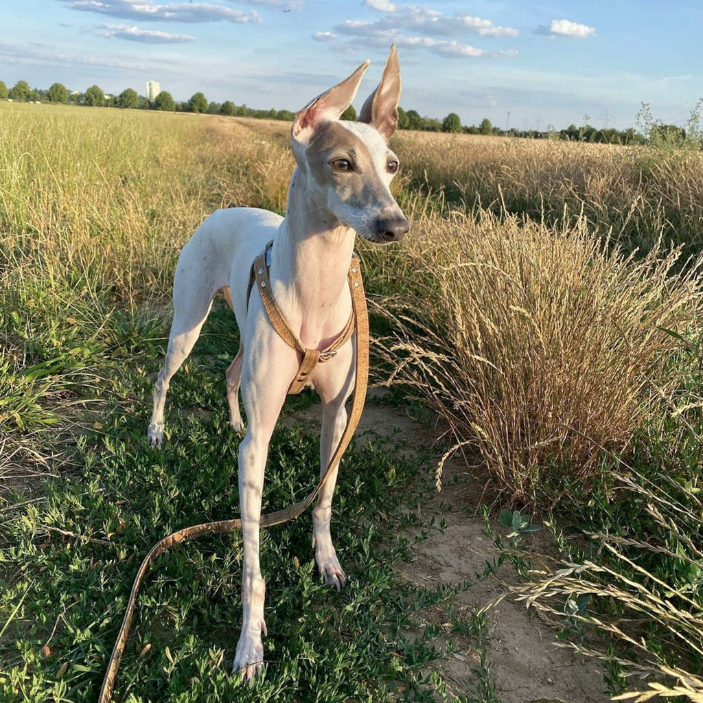 Natural vegan cork dog harness and leash