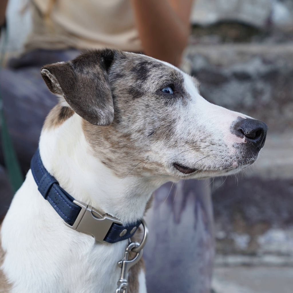 Navy Blue vegan cork dog collar