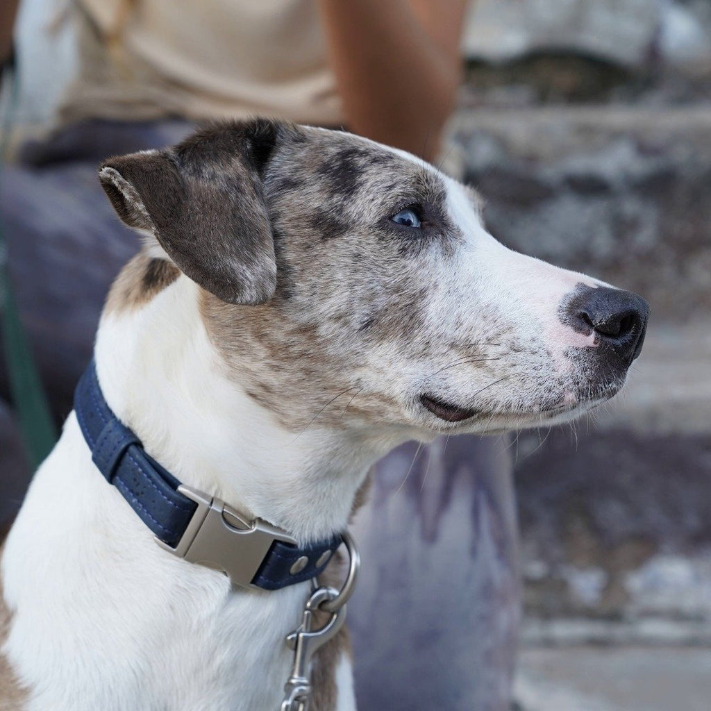 Navy Cork Dog Collar - Hoadin