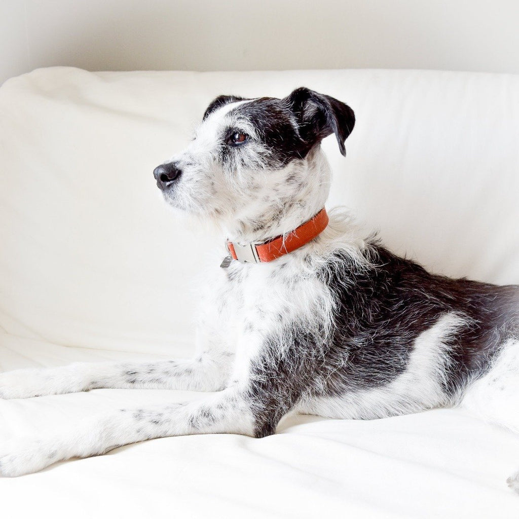 Orange Waxed Canvas Dog Collar - Hoadin