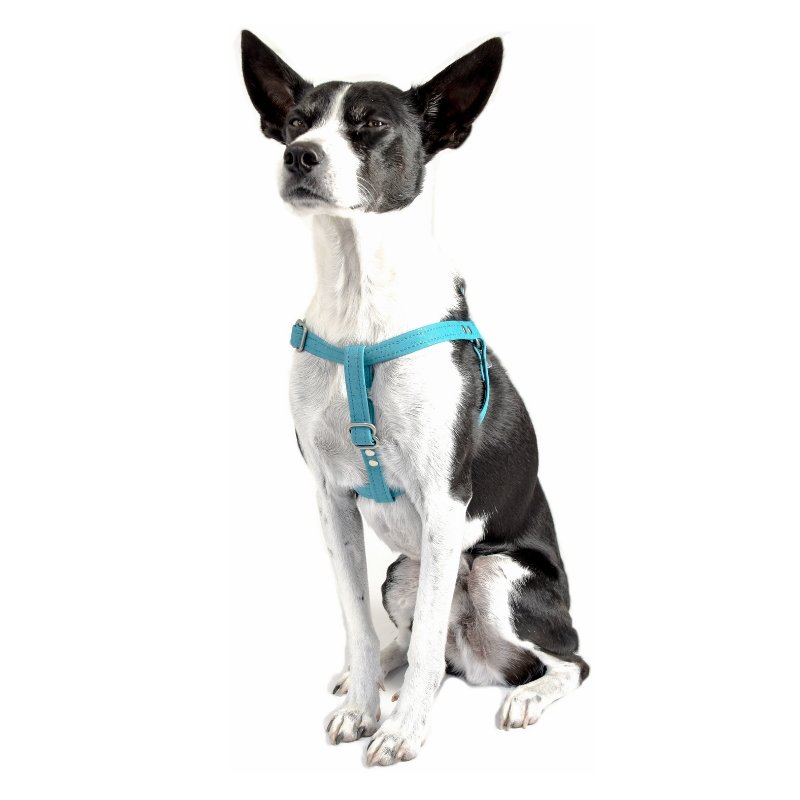 Teal Cork Dog Harness - Hoadin